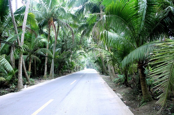 kokosovaja-plantacija-dunczjao1