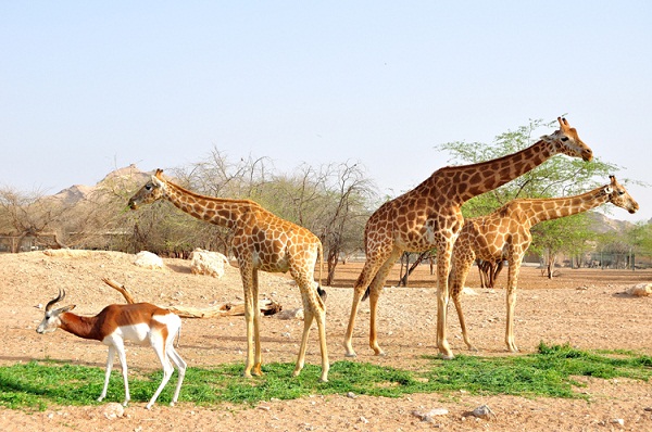 Giraffes in UAE zoo, biggest in Arabian world.