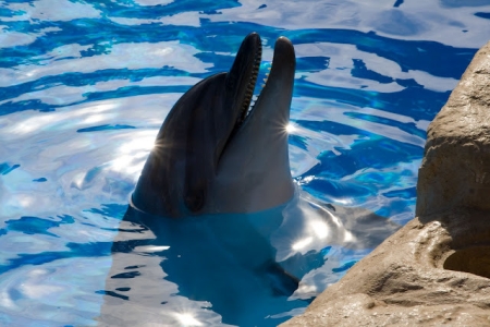 Дельфинарий «Dolphin World» в Хургаде