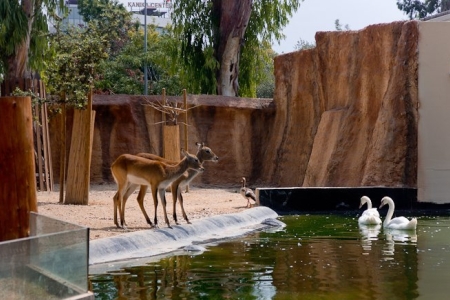 Зоопарк в Лимассоле