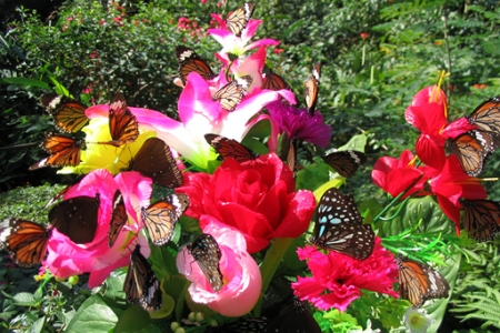 «Ущелье бабочек» на Хайнане