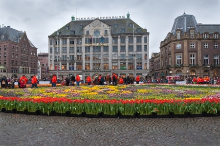 Национальный день тюльпанов состоится в Амстердаме 21 января